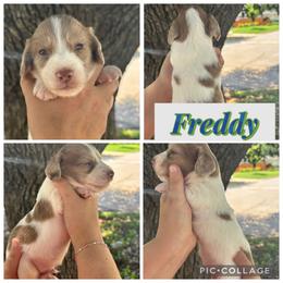 Freddy - Chocolate and cream male Dachshund puppy in Wichita Falls, Texas from Long Dogs in The Falls
