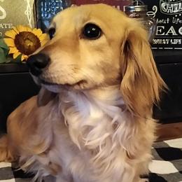 Maggie  - Dachshund