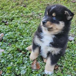 Arnie - Tri-color male Pomsky puppy in La Vergne, Tennessee from Atencio Pomsky