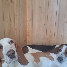 Basset Hound puppies from Dream Weavers Basset Hounds