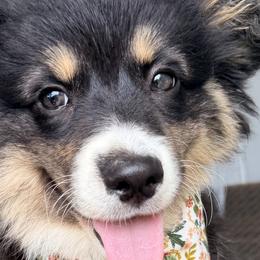 American Corgis and Pembroke Welsh Corgis from Golden Hour Corgis