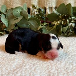 Lucky - Tri-color male Bernedoodle puppy in Perrysville, Ohio from Pleasant Valley Bernedoodles