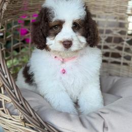 Freedom - Parti female Poodle puppy in Grinnell, Iowa from Rural Iowa Aussies & Doodles