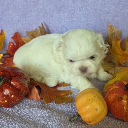 Cream Girl - Cream and white female Shih Tzu puppy in Vinita, Oklahoma from Locust Creek Shih Tzu & Havanese