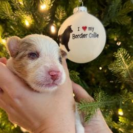Teddy - Red merle male Border Collie puppy in Seguin, Texas from Geronimo Creek Border Collies
