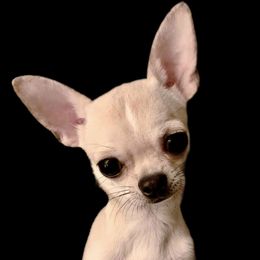 Kiwi - Chihuahua
