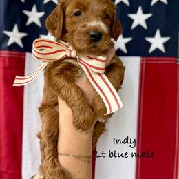 Indiana - Red  male Goldendoodle puppy in Springville, Utah from JW Doodles