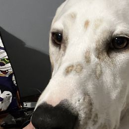 Dalmatians from Kasens Dalmatians