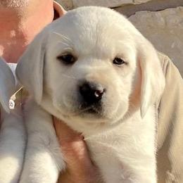 Girl 2 - Yellow Labrador Retriever puppy in Hutto, Texas from Texas Bluebonnet Labs