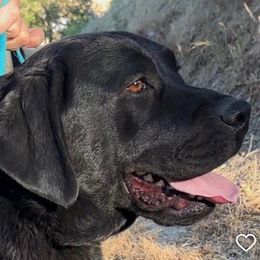Kaja - Labrador Retriever