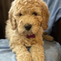 Goldendoodle Puppies from Wanda's Goldendoodles