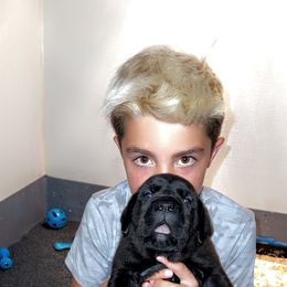 Cane Corso Puppies from Rock Creek Cane Corso