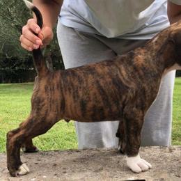 Boxer Puppies from Aleman Boxers