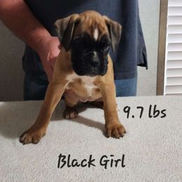 Black Girl #3 - Fawn Boxer puppy in Marion, North Carolina from Captivating Kennel