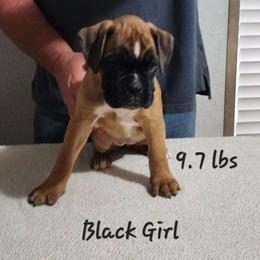 Black Girl #3 - Fawn Boxer puppy in Marion, North Carolina from Captivating Kennel