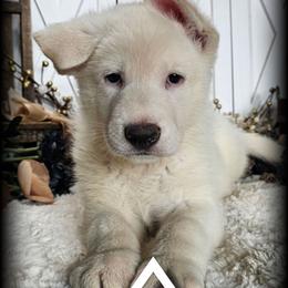 Sullivan - White male German Shepherd puppy in Sequim, Washington from German Shepherd Haus
