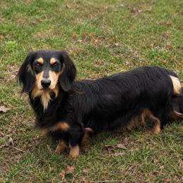 Heidi - Dachshund