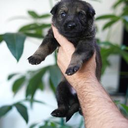 Grant - Sable male German Shepherd puppy in Coarsegold, California from Yosemite Shepherds