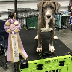 Mountain Cur Puppies from Walnut Ridge Mountain Curs