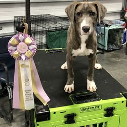 Mountain Cur Puppies from Walnut Ridge Mountain Curs