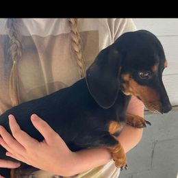 Bonnie - Dachshund