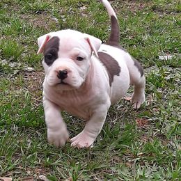 American Staffordshire Terrier and French Bulldog Puppies from Cicero Kennels