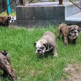 Bulldog Puppies from Carrie's Bulldogs