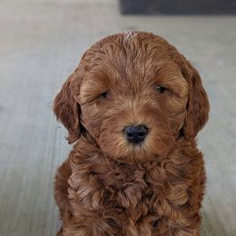 Labradoodles from Copper Mini Labradoodles