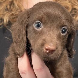 Squishy - Chocolate male Dachshund puppy in Kentucky from Wonderful Weiners