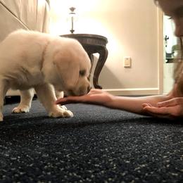 Labrador Retriever Puppies from Kingridge Kennels
