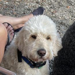 Goldendoodles from Grant Us Doodles / Grant Us Poodles