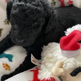 Green-JADE - Black female Poodle puppy in Hamilton Square, New Jersey from Sweet Standards