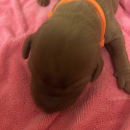 Girl 3 - Red golden Wirehaired Vizsla puppy in Pittsburgh, Pennsylvania from Kendra Breeding