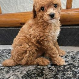 Quack - Apricot male Poodle puppy in Centralia, Illinois from Brick Hill Ranch