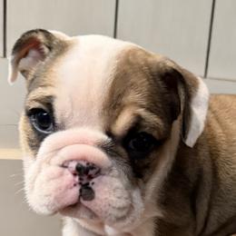 Minnie - Fawn female Bulldog puppy in Salem, Illinois from Itsabulldogthing