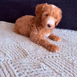 Simon - Parti male Goldendoodle puppy in Barstow, California from Golden Desert Doodles