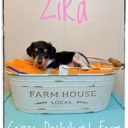 Zika - Piebald female Dachshund puppy in Cincinnati, Ohio from Caines Dachshund Farm