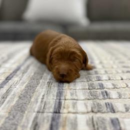 Supergirl - Caramel female Australian Labradoodle puppy in Calhoun, Louisiana from Arrowhead Australian Labradoodles