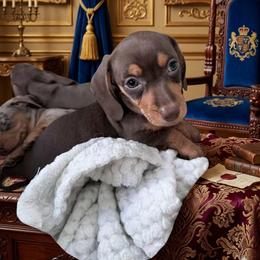Peanut Butter - Chocolate and cream male Dachshund puppy in Bremen, Georgia from Jones Royal Kennels / Jones Miniature Dachshunds