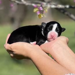 Koda - Black and white male Border Collie puppy in Conway, Missouri from 2J 2K Border Collies | Maremma Sheepdogs