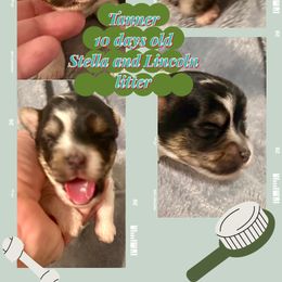 Tanner (Light green band) - Parti male Yorkshire Terrier puppy in Tangipahoa County, Louisiana from Riche’ Louisiana Yorkies