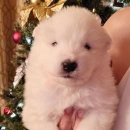 White - White male Samoyed puppy in San Antonio, Texas from Hill Country Samoyeds