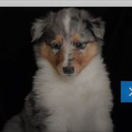 Collie Puppies from Red Tartan Kennel