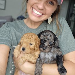 Aussiedoodle, Cockapoo, and Goldendoodle Puppies from Hilltop Doodles KY LLC