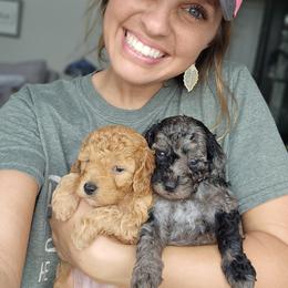 Aussiedoodle, Cockapoo, and Goldendoodle Puppies from Hilltop Doodles KY LLC