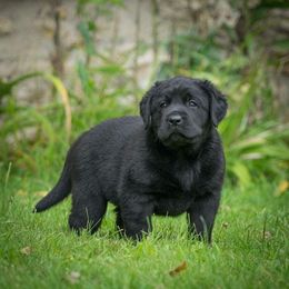 Golden Retrievers and Labrador Retrievers from Iron Hill Retrievers
