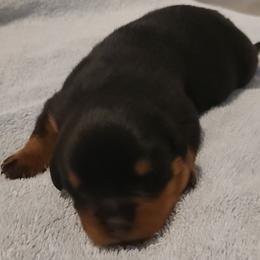 Hercules - Black and mahogany male Rottweiler puppy in Humboldt, Arizona from Guardian Angel Rottweiler