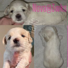 Nova - White female Havanese puppy in Kansas City, Missouri from Happy Havi Tails