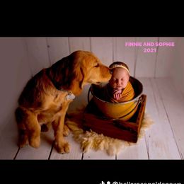Golden Retriever All Grown Up from BellaRosa Legacy Goldens