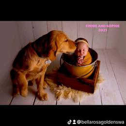 Golden Retriever All Grown Up from BellaRosa Legacy Goldens